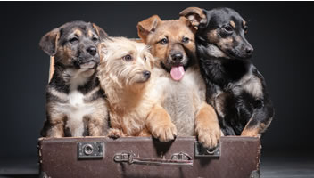 Pet Friendly Homeowners Insurance: Do Pets Drive Premiums Up?